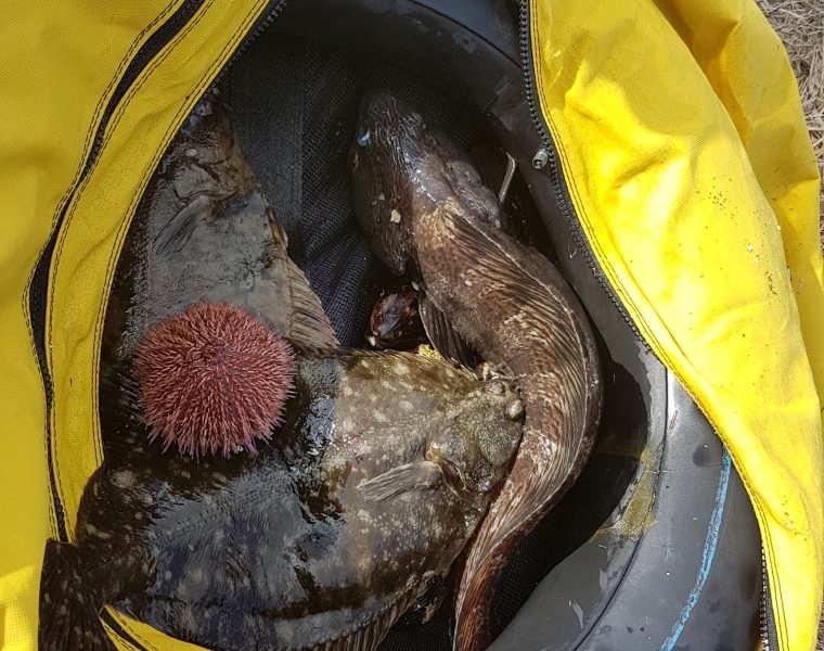 Freedive foodhunt