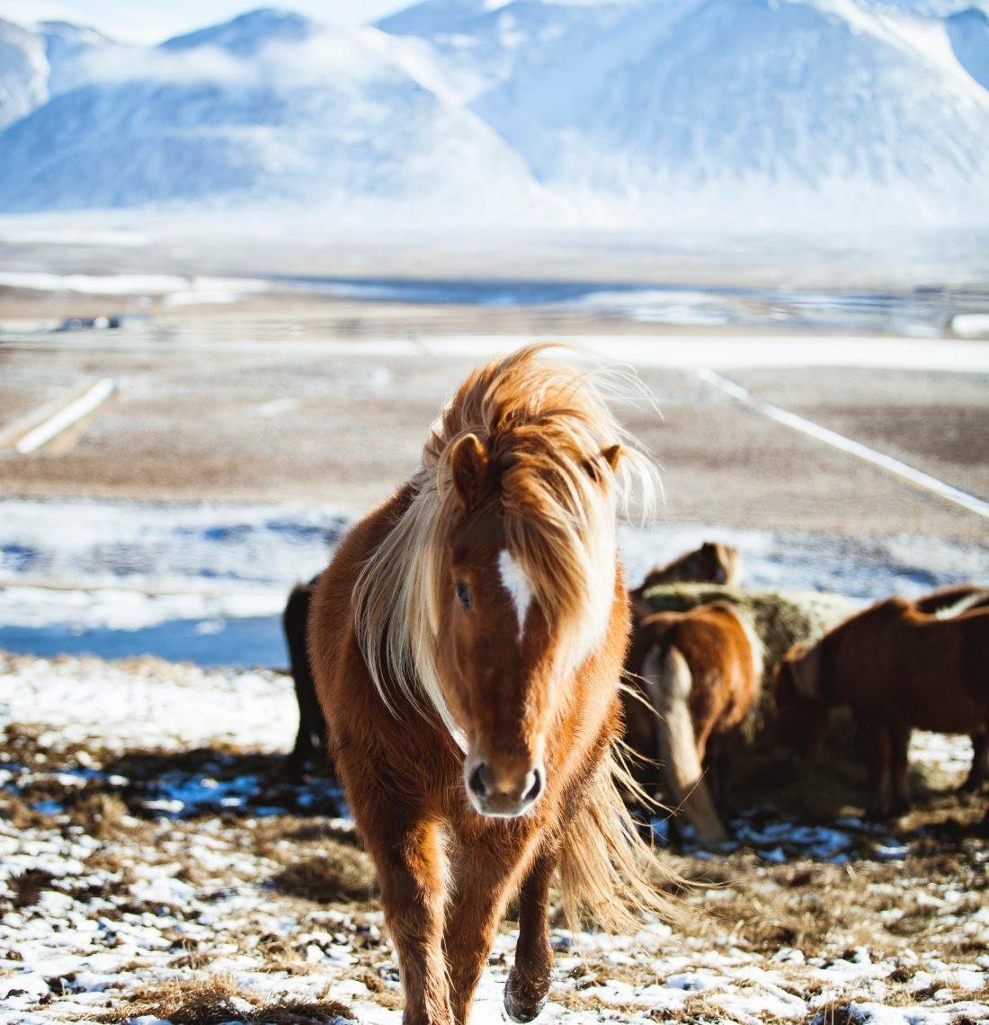 South Coast & Black Sand Horse Riding Tour