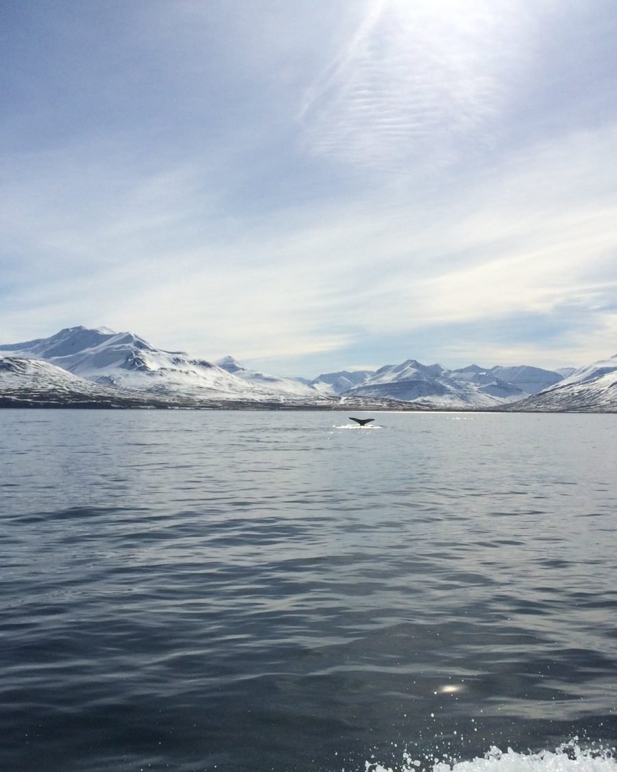 Classic Whale Watching from Dalvík