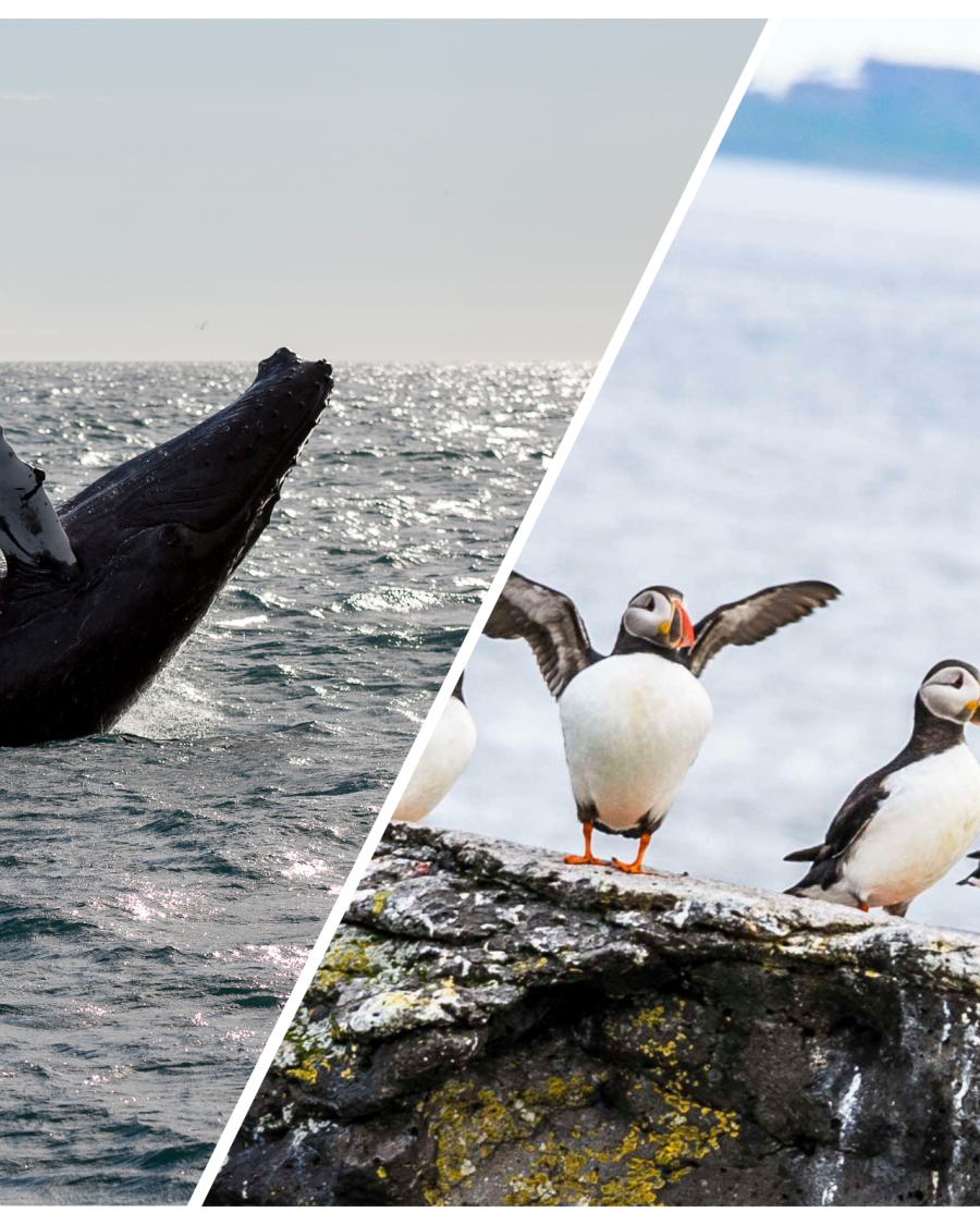 Whale Watching and Puffin Tour: Explore Iceland’s Wildlife from Old Harbour in Downtown Reykjavik