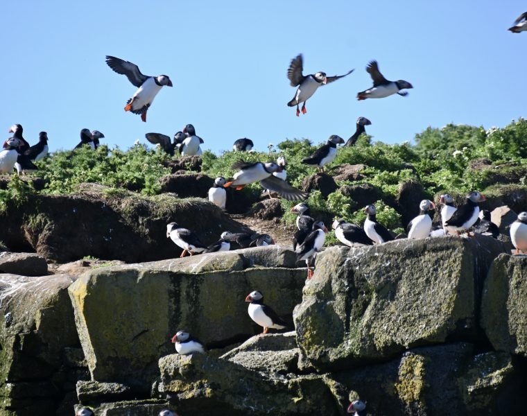 Reykjavík Whales & Puffins
