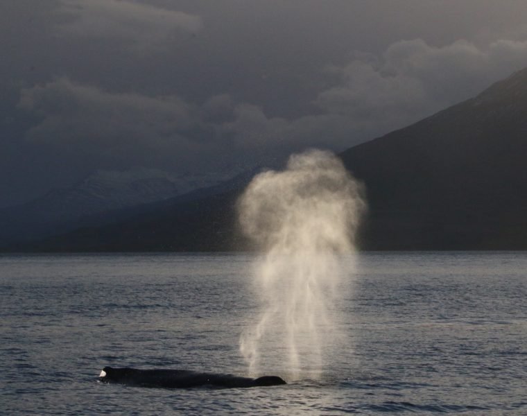 8 Day – Ultimate Iceland Highlight Hitter