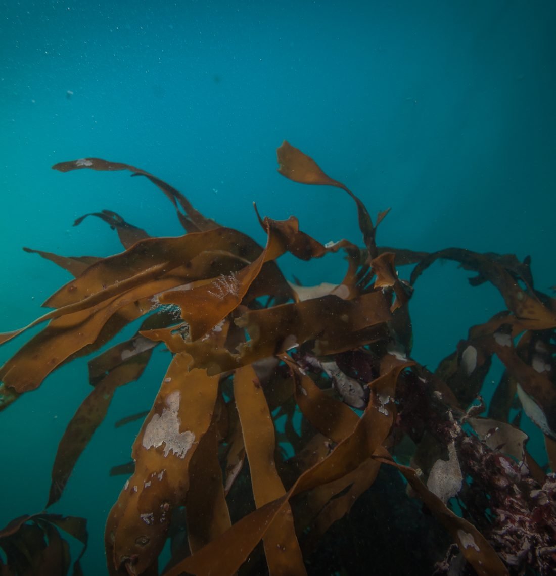 3 Day Reykjavík Dive Tour