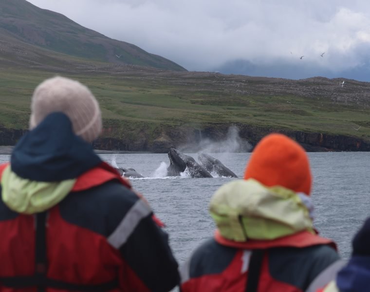 Express Whale Watching From Dalvík