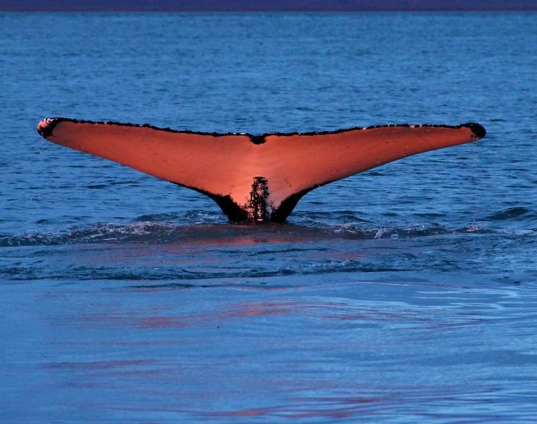 GG1 Whale Watching