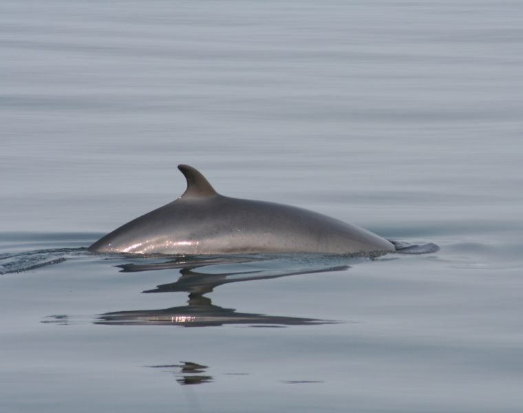 Snorkeling Silfra & Whale Watching