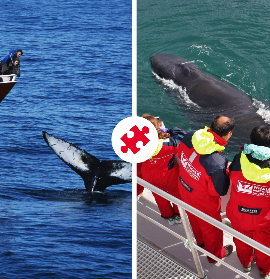 Whale Watching from Reykjavík & Akureyri