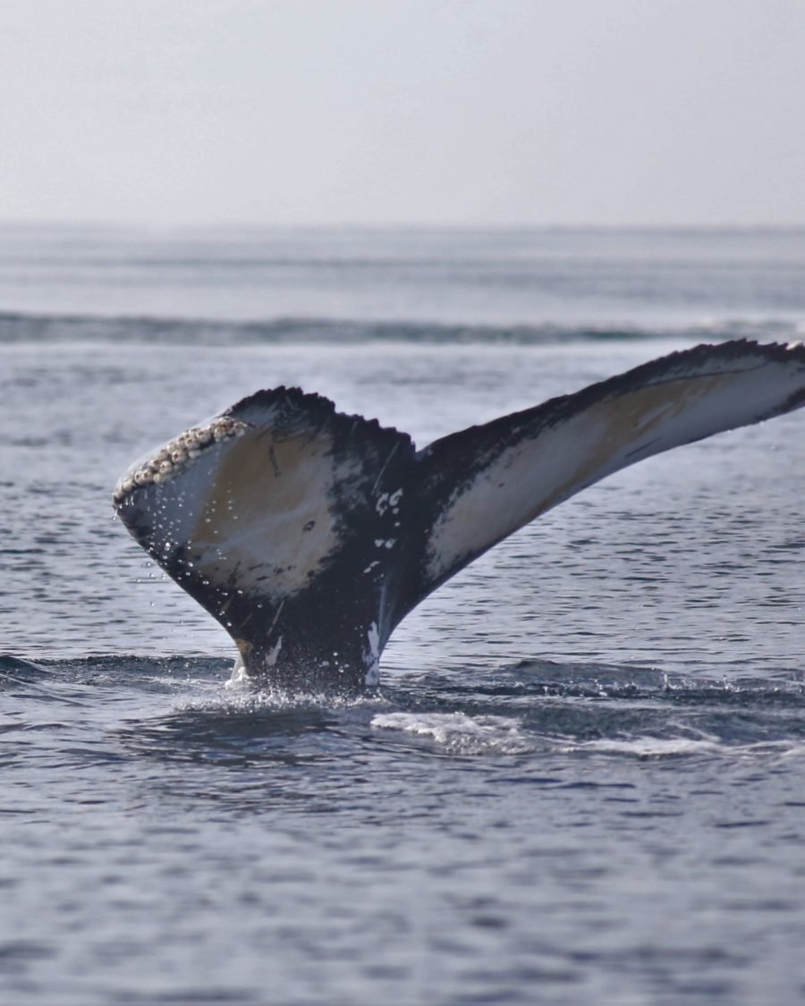 Akureyri Whale Watching: Discover Oceanic Marvels