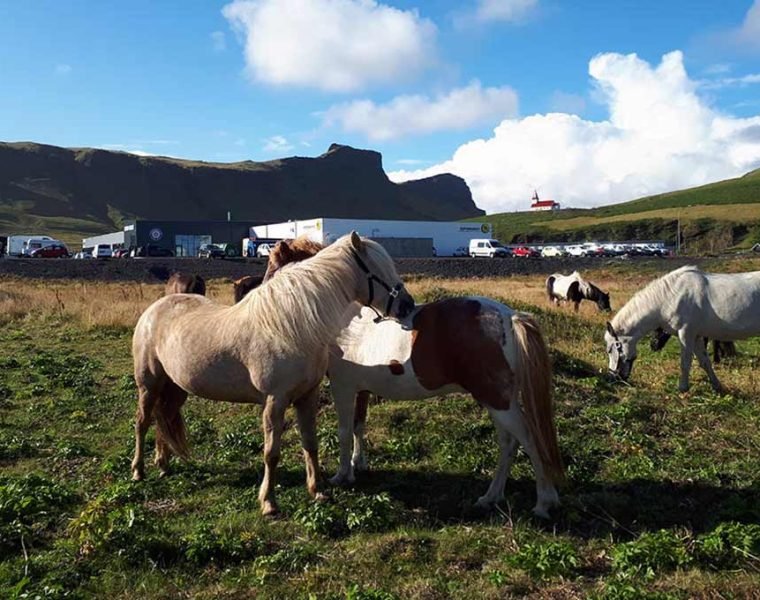 South Coast Waterfalls & Black Beach Horse Riding