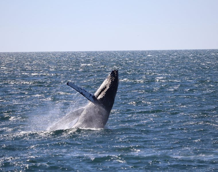 Whale Watching tour from Reykjavik