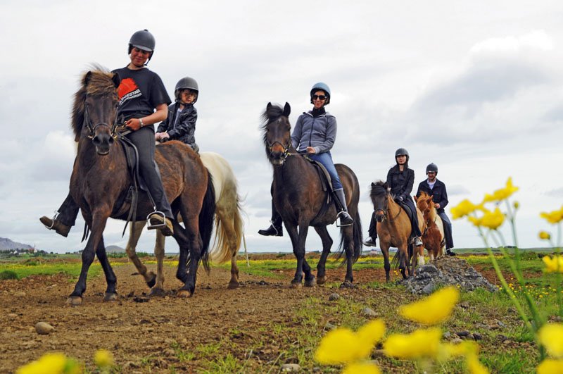 Horses and Puffins