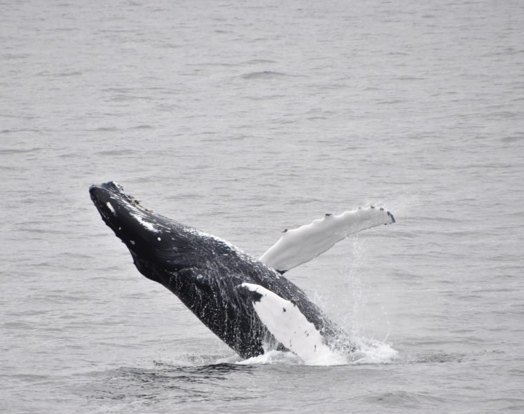 Whale Watching & The Reykjavík Food Walk