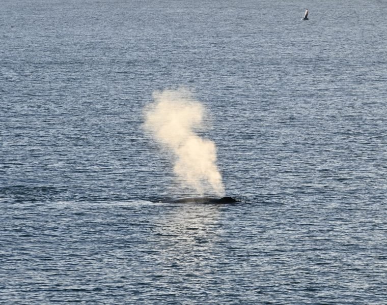 Reykjavík Whales & Buggy