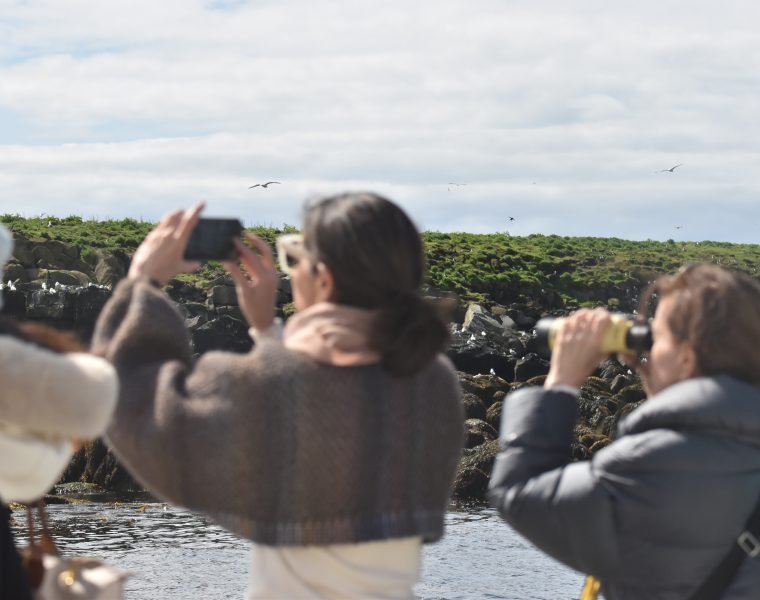 Reykjavík Classic Puffin Watching