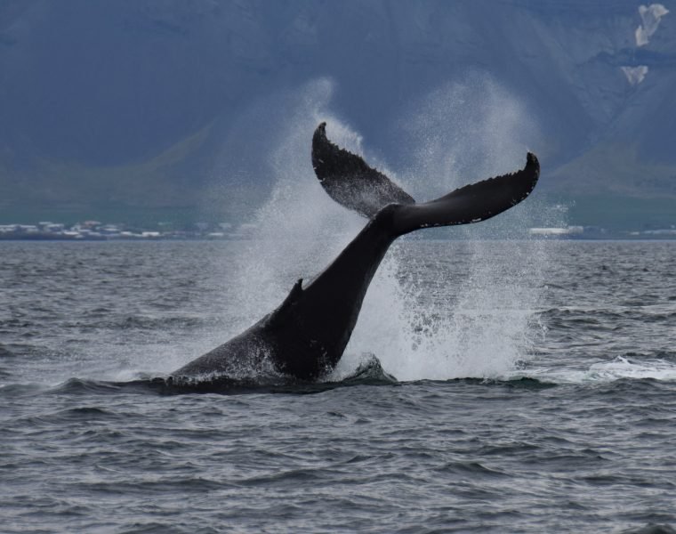 Whale Watching & Whales of Iceland Museum