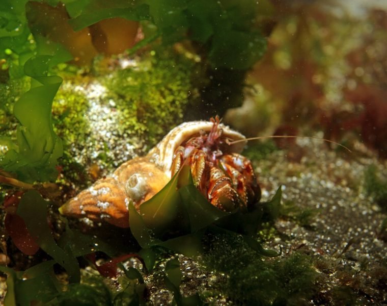 Ocean Diver Tour