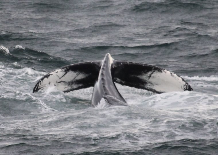 Whales & Lava Show