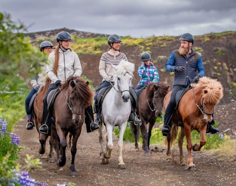 Classic Whales & Viking Horses