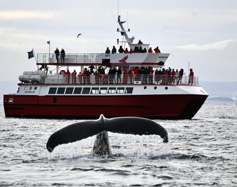 Reykjavík Classic Whale Watching