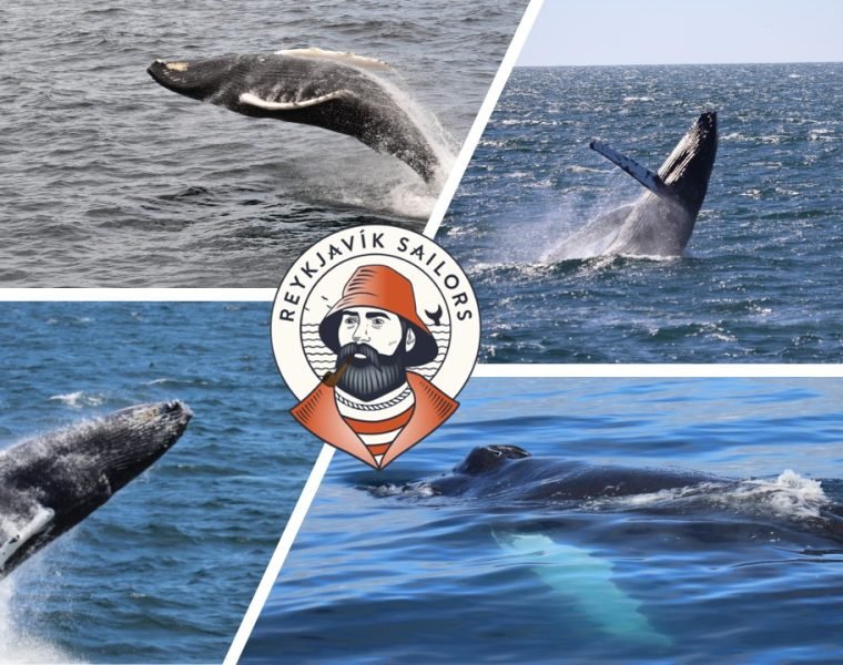 Best Value Whale Watching tour from Reykjavik