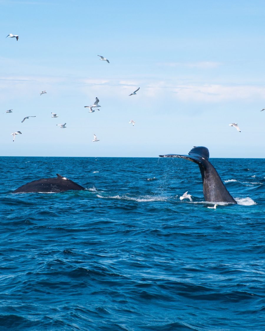 An Unforgettable Arctic Evening with Whales, Puffins & Endless Daylight