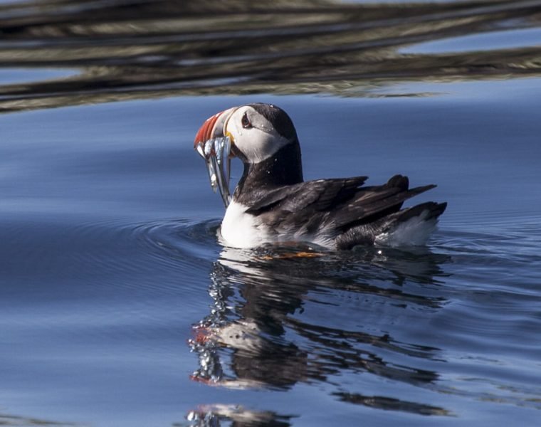 Whale Watching and Puffin Tour: Explore Iceland’s Wildlife from Old Harbour in Downtown Reykjavik