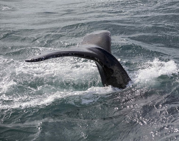 Whale Watching & Northern lights Combo Cruise from Reykjavik