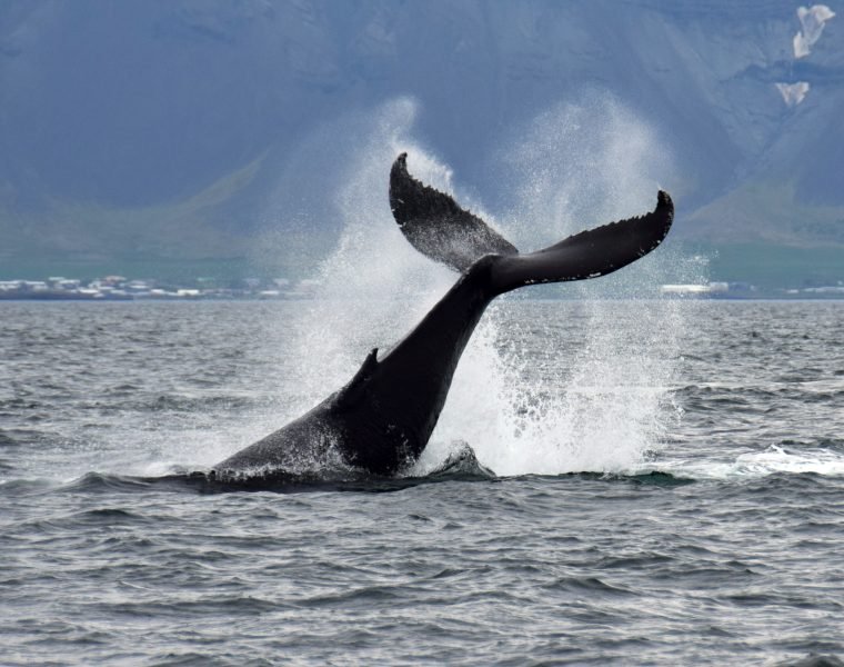 The Lava Tunnel & Whale Watching