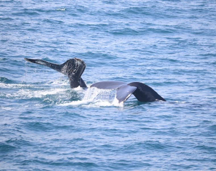 Whale Watching Excursion from Reykjavik & Whales of Iceland Exhibition: Explore the Sea’s Giants