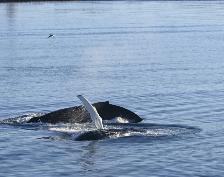 Reykjavík Whales & Viðey Island