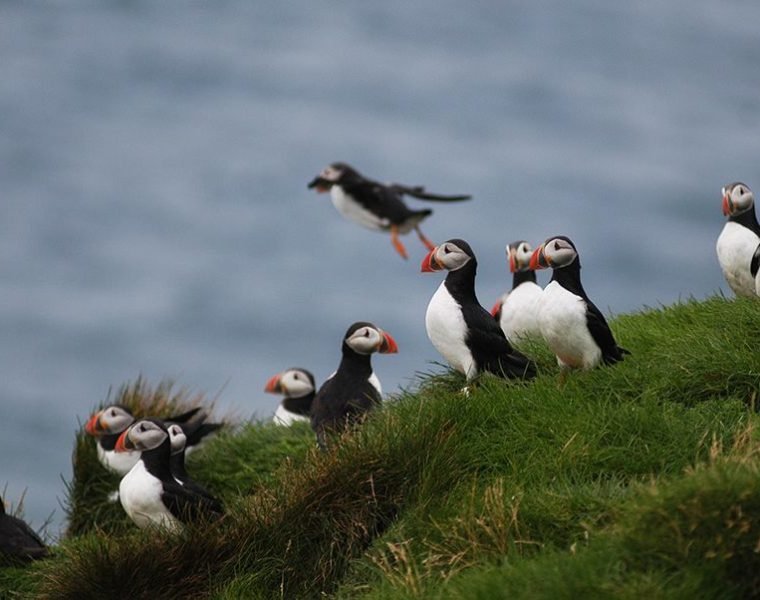 Reykjavík Whales & Puffins