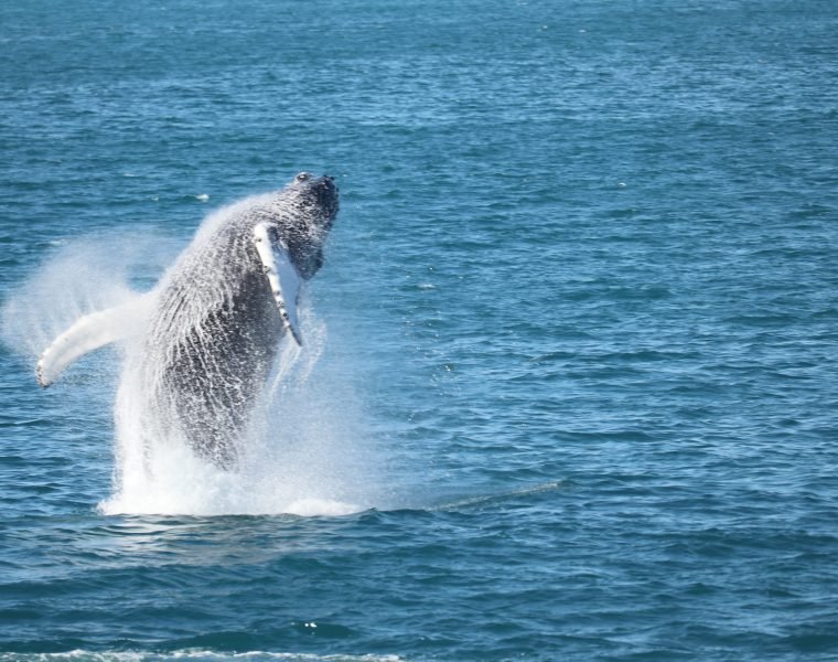 Best Value Whale Watching tour from Reykjavik