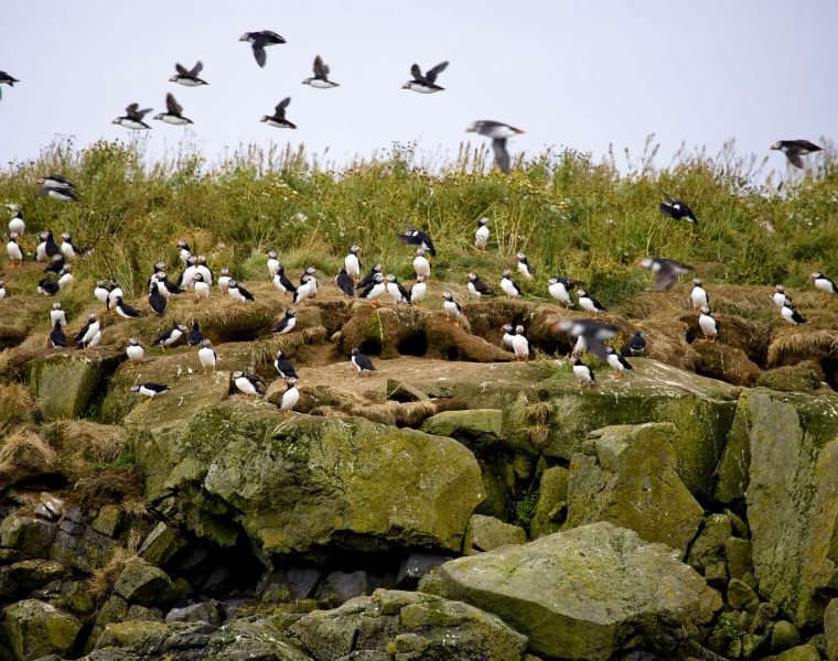 Puffin Express: 1-Hour Close Encounter with Adorable Birds