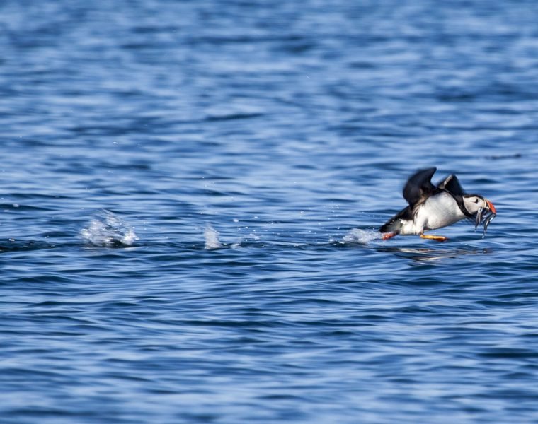 Puffin Express by RIB Speedboat