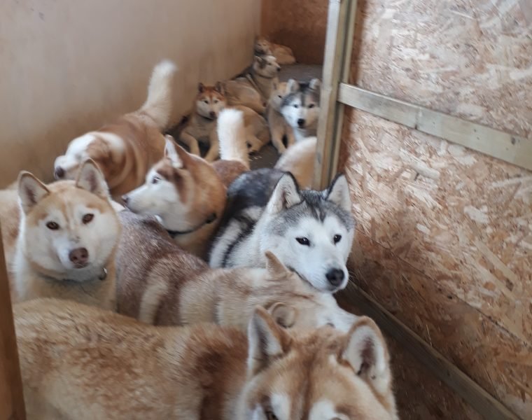 Siberian Husky Kennel Visit