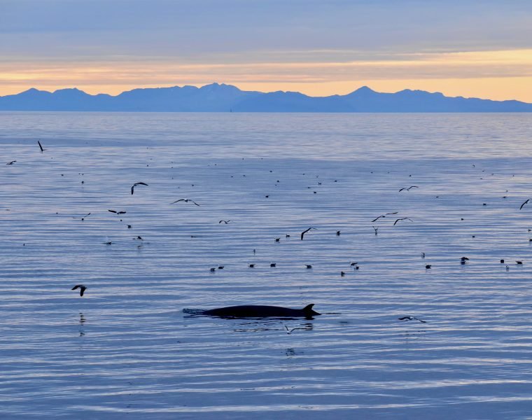 Reykjavík Classic Whales in the Midnight Sun