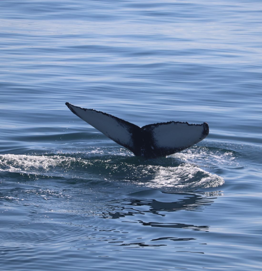 Whale Wonders: Morning Expedition