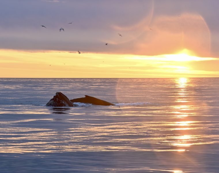 Reykjavík Classic Whales in the Midnight Sun
