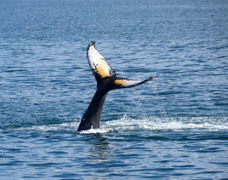 Whales & Horses