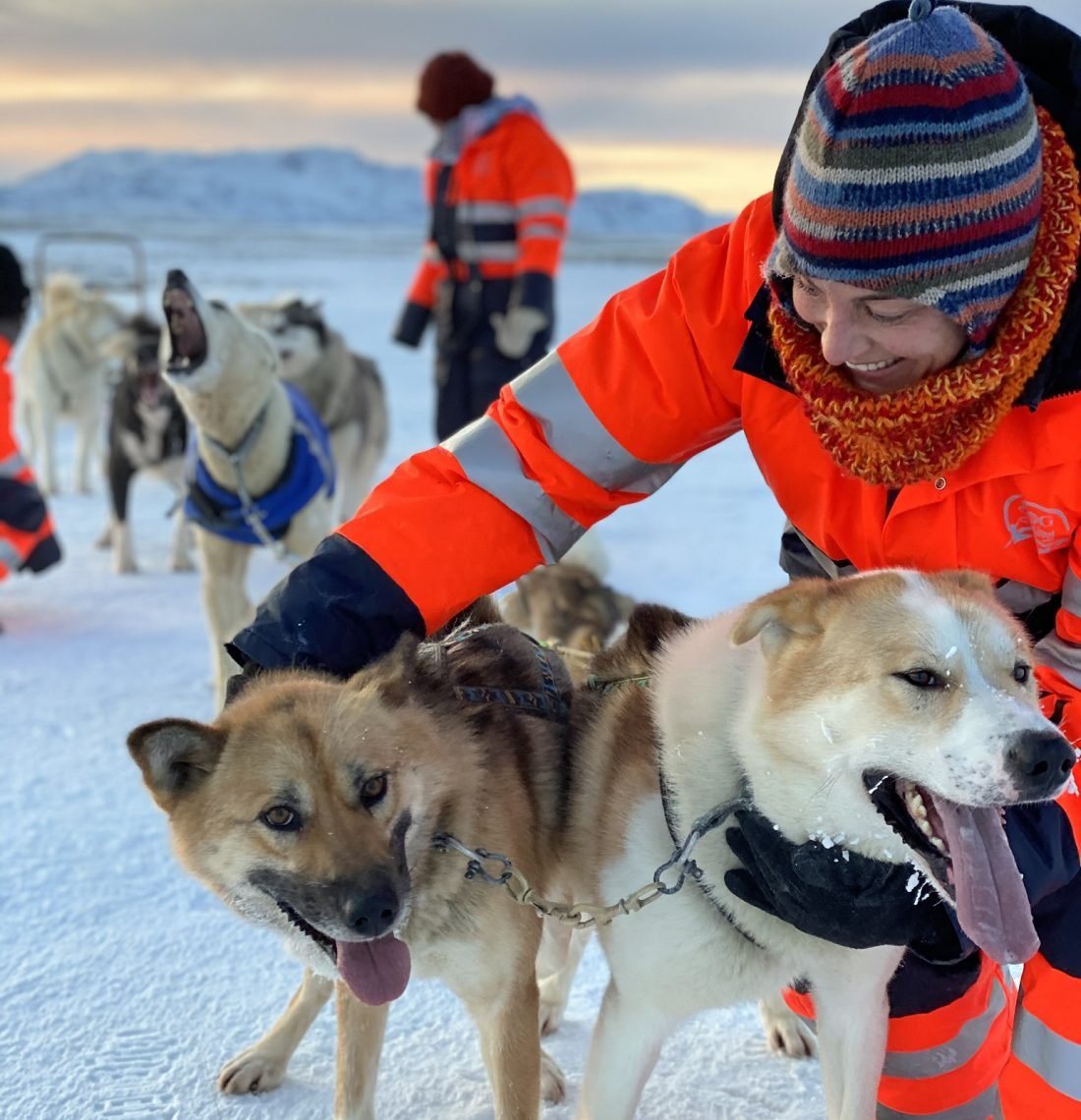 Dog Sledding Near Reykjavik