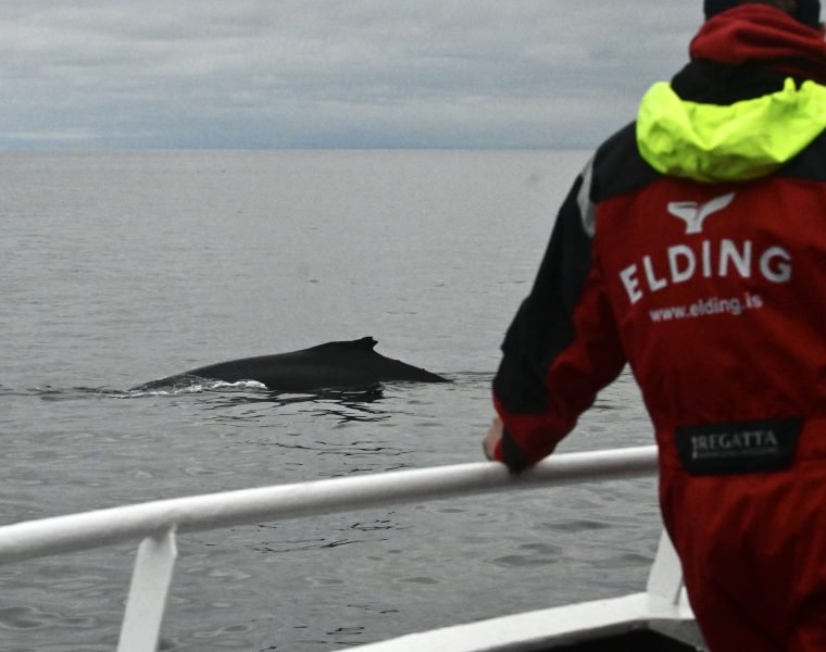 Reykjavík Whales & Diving
