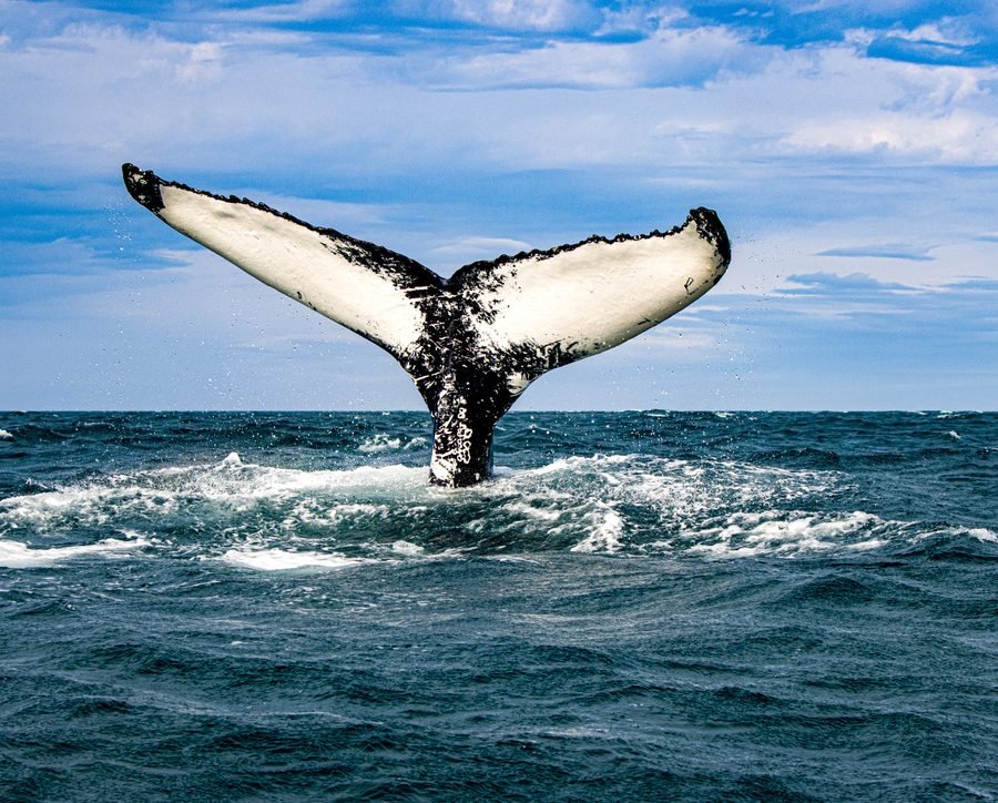 Classic Whale Watching from Dalvík