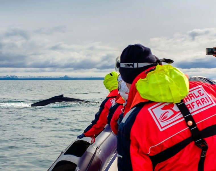 Reykjavík Premium Whale Watching