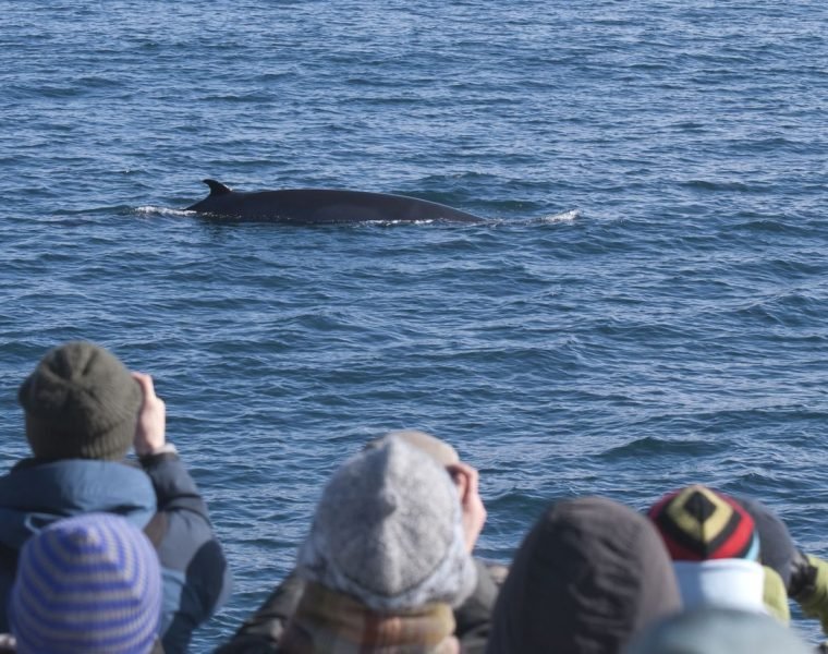 Reykjavík Classic Whale Watching including pickup
