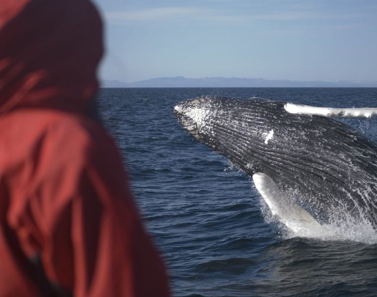 Reykjavík Classic Whale Watching including pickup