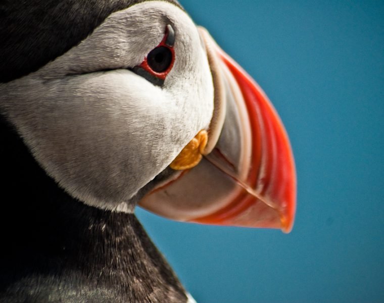 Puffin Express